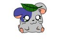 Paka Paka (Nibbles) Leaf