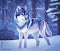 Wolf speedpaint by WerewolfDegenerate