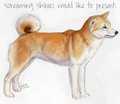 Shiba Inu Template