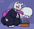 Water the Lavender