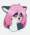 [C] Houston Husky