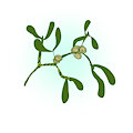 Mistletoe