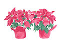 Poinsettias by CoffeehoundJoe