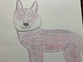 Wolfelliza‘s OC as feral by IAmNotAFurry01