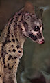 Genet Close-up