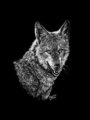 Coyoteface