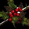 Pine Cones and Holly Berries