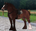 Clydesdale horseback riding by Tsume