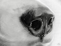 dog nose study