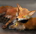 Ship's Fox page 81