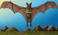 Random Attempt At A Bat (Null)