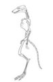 Sergal Skeleton by Soggy2002