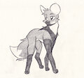 Feral Joao