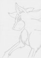 Shadow as a wolf