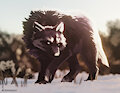 Snow wolf