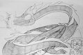 AEtherBraid 5