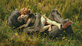 Bear hug - Amber