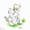 Mapache dulce