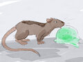 Cool Rat