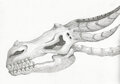 Dragon Skull by SilverGunn