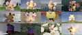 Chebi growth drive google drive by boolerex