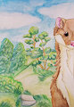 stoat (summer)