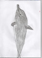 A Dolphin