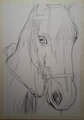 Horse Close-up Draft