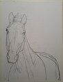 Horse Draft by caramelthecalf
