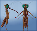 Mora the Mosquito by Waismuth
