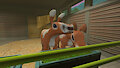 Entering the stable