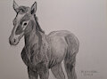 Waiting Foal by caramelthecalf