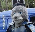 The Coldpaw