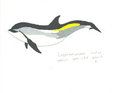 Lagenorhynchus acutus by Adleisio