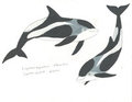 Lagenorhynchus albirostris by Adleisio
