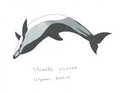 Stenella clymene by Adleisio
