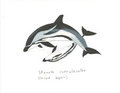 Stenella coeruleoalba by Adleisio