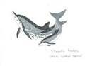 Stenella frontalis by Adleisio