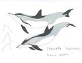 Stenella longirostris by Adleisio