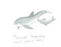 Tursiops truncatus by Adleisio