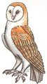 Barn Owl