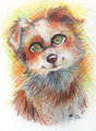Red Merle Border