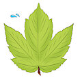 scared leaf (animation)