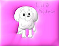 lila maltese