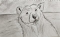 Sketch o a bear
