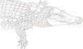 Crocodile line art