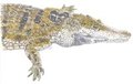 Crocodile
