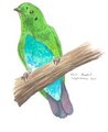 Hose`s Broadbill