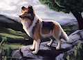 Collie speedpaint