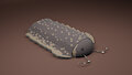Trilobite by Ormspryde